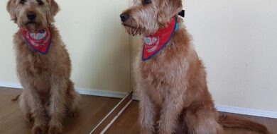 Bild 1 Hund im Spiegel